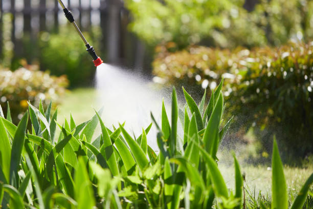 24/7 Emergency Ant Control experts in Pampa, TX